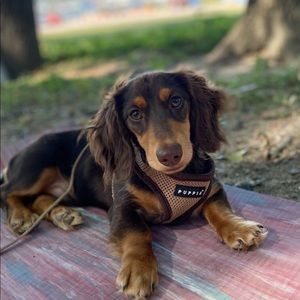 Puppia harness size small